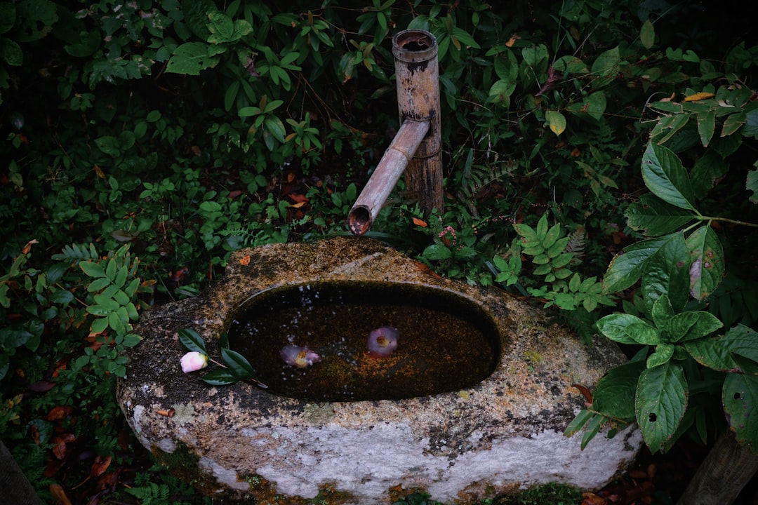 Filtracja oczek wodnych - jak utrzymać czystą wodę w ogrodzie?