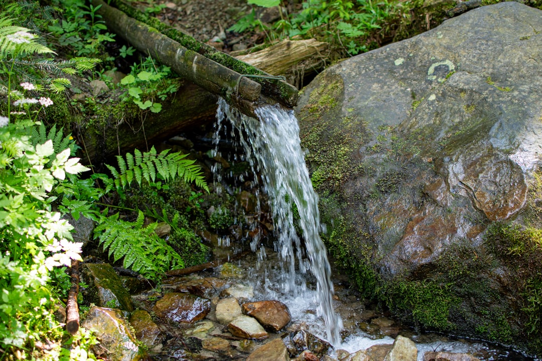 Źródła wody - ich znaczenie dla ekosystemów i zdrowia